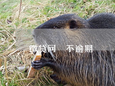 微贷网 不逾期 微贷网 不逾期